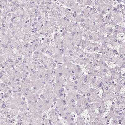 Immunohistochemistry-Paraffin: APLP-1 Antibody [NBP2-38140]