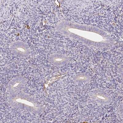 Immunohistochemistry-Paraffin: APLP-1 Antibody [NBP2-38140]