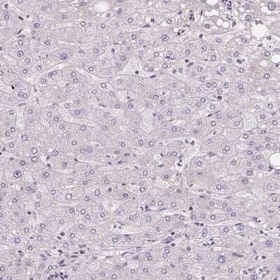 Immunohistochemistry-Paraffin: APLP-1 Antibody [NBP2-38140]