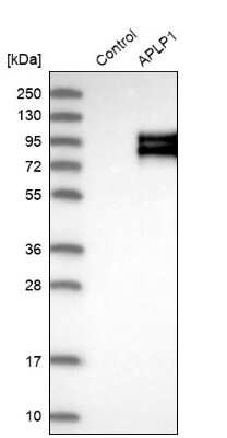 Western Blot: APLP-1 Antibody [NBP1-89036]