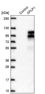 Western Blot: APLP-1 Antibody [NBP2-38140]