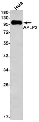 Western Blot: APLP-2 Antibody (S06-8I7) [NBP3-19833]