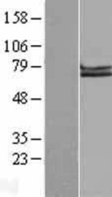 Western Blot: APLP-1 Overexpression Lysate [NBL1-07607]