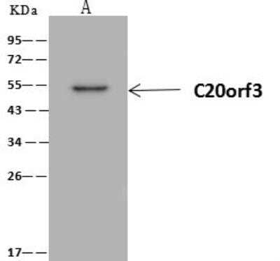 Immunoprecipitation: APMAP Antibody [NBP3-12576]