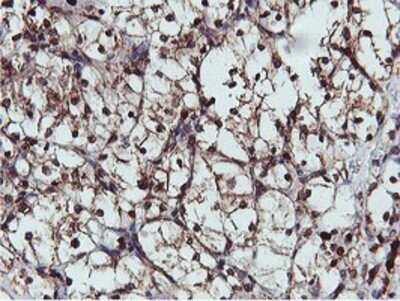 Immunohistochemistry: APMAP Antibody (OTI4F6) - Azide and BSA Free [NBP2-72080]