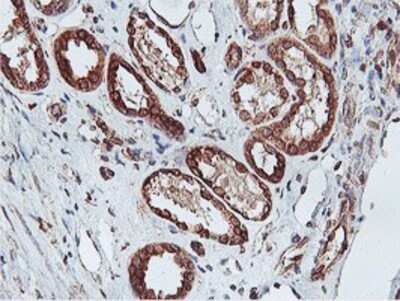 Immunohistochemistry: APMAP Antibody (OTI4F6) - Azide and BSA Free [NBP2-72080]