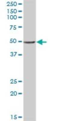 Western Blot: APMAP Antibody [H00057136-B01P]