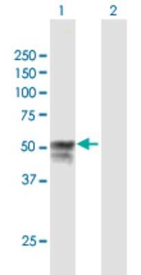 Western Blot: APMAP Antibody [H00057136-B01P]