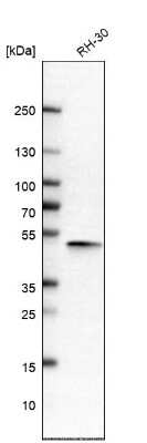 Western Blot: APMAP Antibody [NBP1-89927]