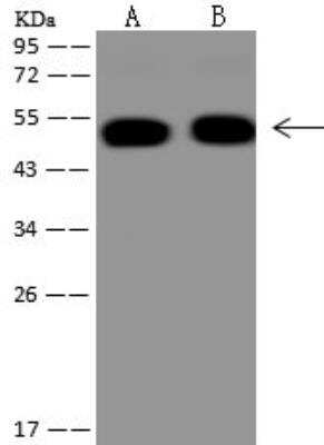 Western Blot: APMAP Antibody [NBP3-12576]