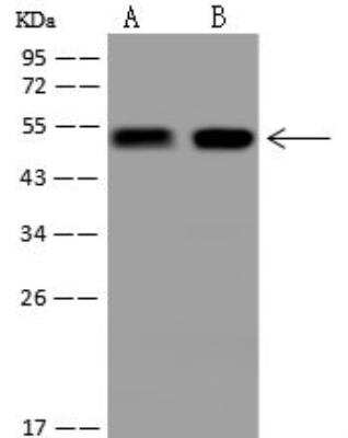 Western Blot: APMAP Antibody [NBP3-12696]