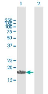 Western Blot: APOA1BP Antibody [H00128240-B01P]