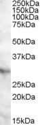 Western Blot: APOA1BP Antibody [NBP1-20877]