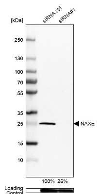 Western Blot: APOA1BP Antibody [NBP2-30626]