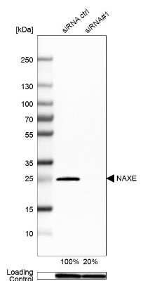 Western Blot: APOA1BP Antibody [NBP2-30943]