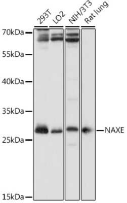 Western Blot: APOA1BP AntibodyAzide and BSA Free [NBP2-92287]