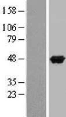 Western Blot: Apolipoprotein A-IV/ApoA4 Overexpression Lysate [NBP2-09022]