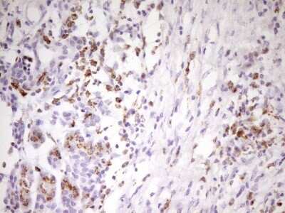 Immunohistochemistry: APOB48R Antibody (OTI1B1) [NBP2-46532]