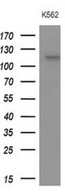 Western Blot: APOB48R Antibody (OTI1B1) [NBP2-46532]