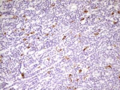 Immunohistochemistry: APOB48R Antibody (OTI1B1) - Azide and BSA Free [NBP2-72052]