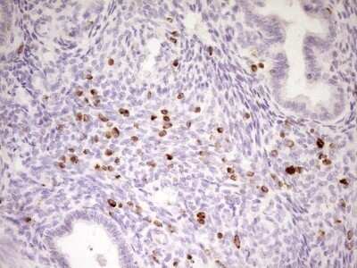 Immunohistochemistry: APOB48R Antibody (OTI1B1) - Azide and BSA Free [NBP2-72052]