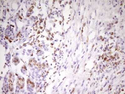 Immunohistochemistry: APOB48R Antibody (OTI1B1) - Azide and BSA Free [NBP2-72052]