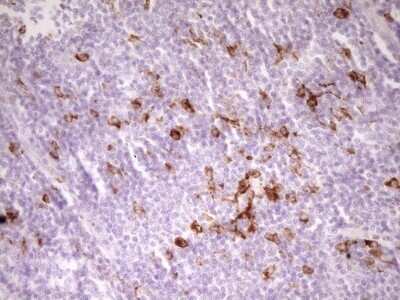 Immunohistochemistry: APOB48R Antibody (OTI1B1) - Azide and BSA Free [NBP2-72052]