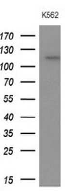 Western Blot: APOB48R Antibody (OTI1B1)Azide and BSA Free [NBP2-72052]
