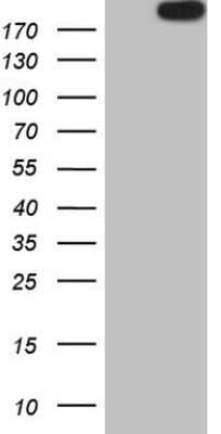 Western Blot: APOB48R Antibody (OTI1B1)Azide and BSA Free [NBP2-72052]