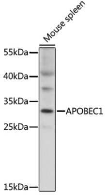 Western Blot: APOBEC1 AntibodyAzide and BSA Free [NBP2-92341]