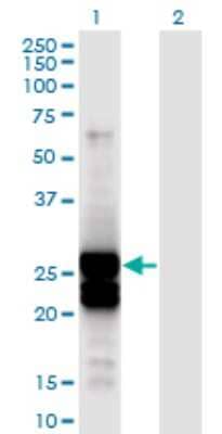 Western Blot: APOBEC2 Antibody (4D7) [H00010930-M01]