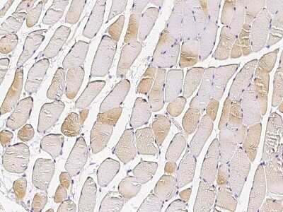 Immunohistochemistry-Paraffin: APOBEC2 Antibody [NBP2-98767]