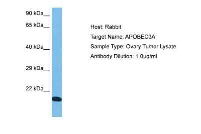 Western Blot: APOBEC3A Antibody [NBP2-82649]