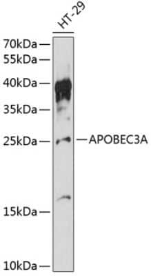 Western Blot: APOBEC3A AntibodyAzide and BSA Free [NBP3-04500]