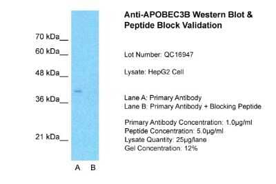 Western Blot: APOBEC3B Antibody [NBP1-57516]