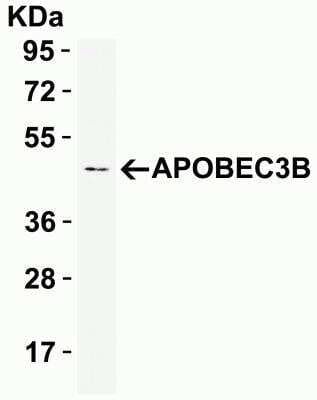 Western Blot: APOBEC3B AntibodyBSA Free [NBP2-82073]