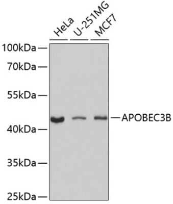 Western Blot: APOBEC3B AntibodyAzide and BSA Free [NBP2-92572]