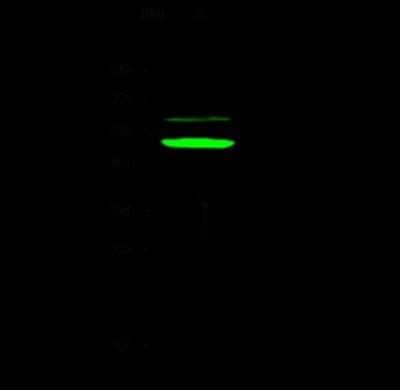 Western Blot: APOBEC3B Antibody [NBP2-99174]