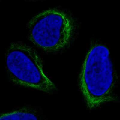 Immunocytochemistry/ Immunofluorescence: APOBEC3C Antibody [NBP2-57602]