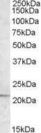 Western Blot: APOBEC3C Antibody [NBP1-00131]