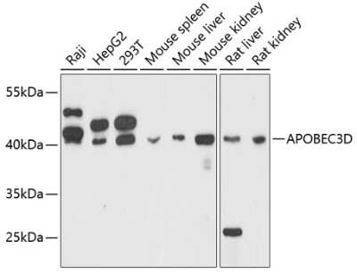 Western Blot: APOBEC3D AntibodyAzide and BSA Free [NBP2-92045]