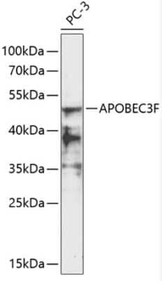 Western Blot: APOBEC3F AntibodyBSA Free [NBP2-92356]