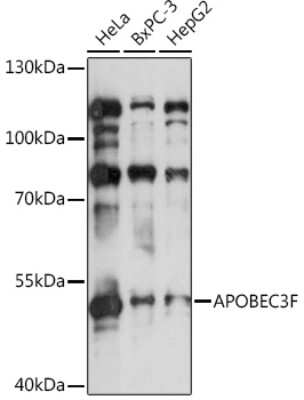 Western Blot: APOBEC3F AntibodyAzide and BSA Free [NBP2-92770]