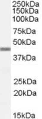 Western Blot: APOBEC3G Antibody [NBP1-05026]