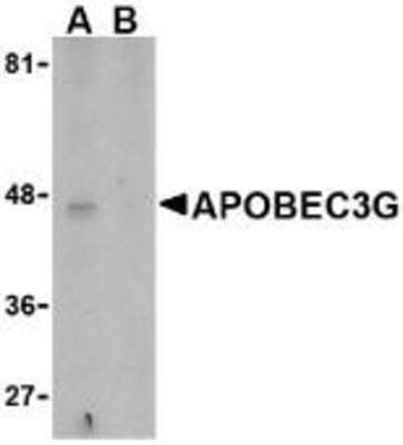 Western Blot: APOBEC3G AntibodyBSA Free [NBP1-77206]