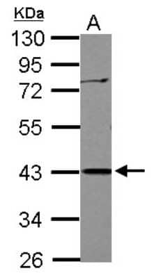 Western Blot: APOBEC3G Antibody [NBP2-15427]