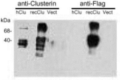 Western Blot: Clusterin/APOJ Antibody (CLI-9)BSA Free [NBP1-97521]