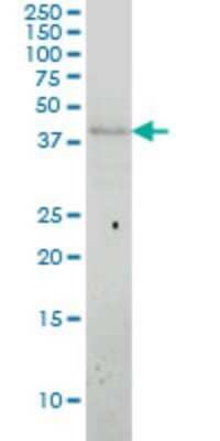 Western Blot: APOL3 Antibody (4E5) [H00080833-M01]