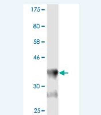 Western Blot: APOL3 Antibody (8F5) [H00080833-M02]