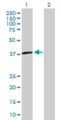 Western Blot: APOL3 Antibody [H00080833-B01P]